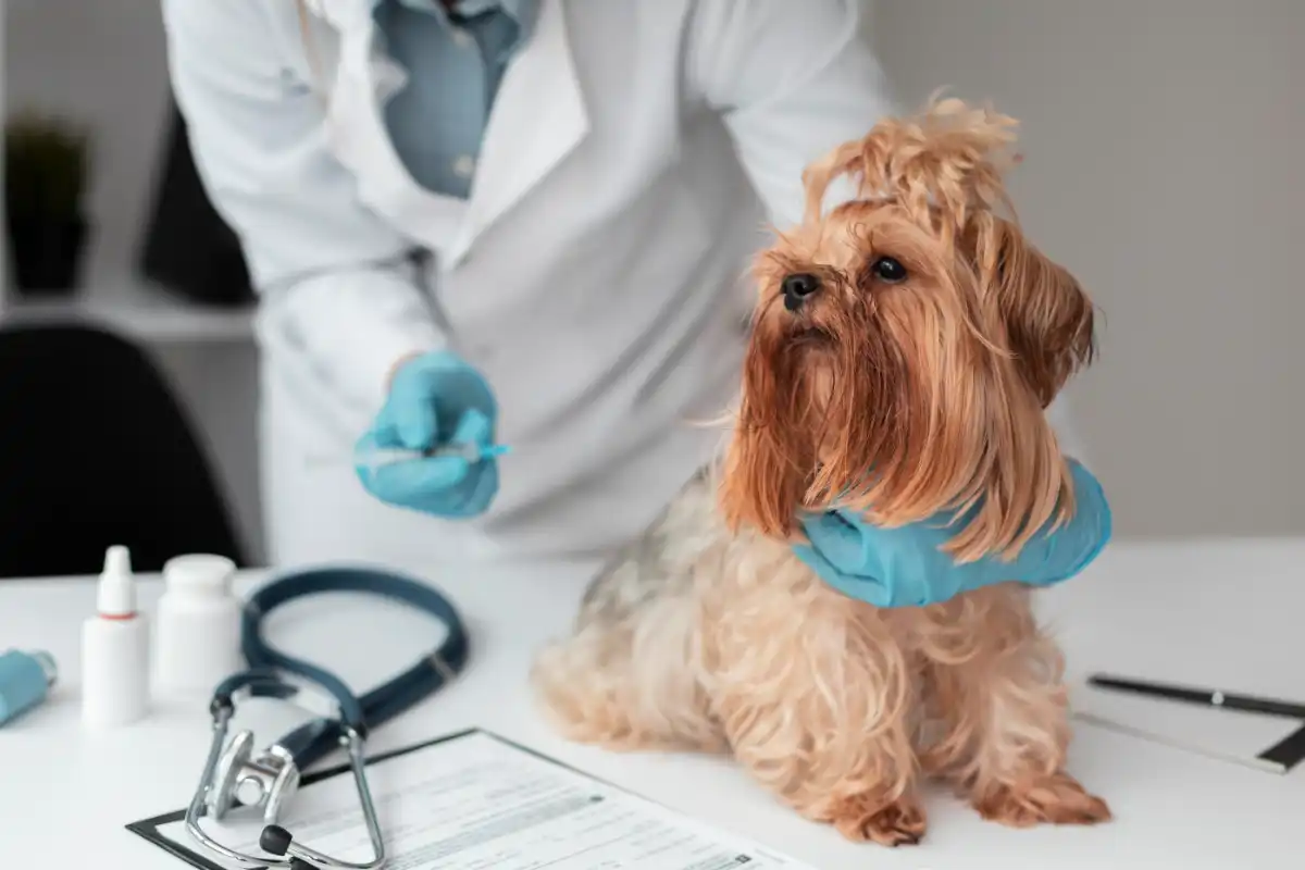 Veterinary Care