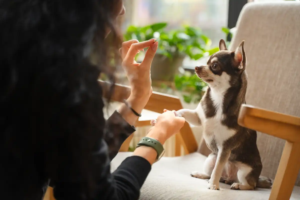 Dog Training
